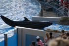 thumbs/seaworld 027.png